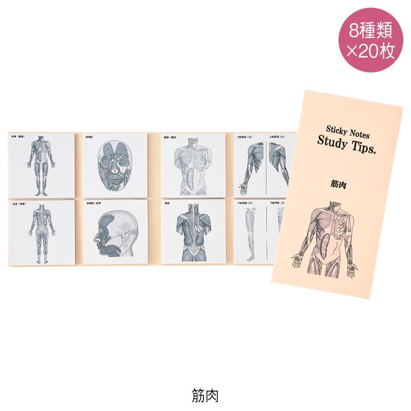 紙季彩々 Sticky Notes Study Tips